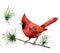 Watercolor bird red cardinal. Hand painted greeting card illustration with bird and branch isolated on white background