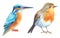 Watercolor birds. kingfisher and robin tropical bird hand painted illustration