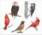 Watercolor birds set. Eagle, cardinal, woodpecker isolated on white background. Collection of bright American birds