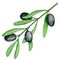 Watercolor black olives branch art. Botanical illustration. Isolated element. Kitchen Italian decoration. Mediterranean art