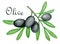 Watercolor black olives branch illustration. Botanical print. Isolated element. Kitchen decoration. Mediterranean art