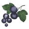 Watercolor blackcurrant