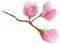 Watercolor blooming branch of magnolia tree with three flowers. hand drawn botanical illustration.