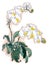 Watercolor  of blooming phalaenopsis orchid isolated on white background.