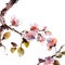 Watercolor blossom sakura branch