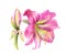 Watercolor blossoming  pink lilly flowers isolated