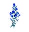 Watercolor blue bells illustration