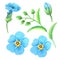 Watercolor blue forget-me-nots.Set of spring flowers and leaves.Cute watercolour