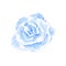 Watercolor blue gentle rose hand drawn on white background