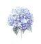 Watercolor blue hydrangea flower