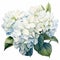 Watercolor Blue Hydrangea Flower Painting With White Fire On White Background