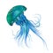 Watercolor Blue jellyfish