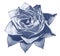 Watercolor blue rose. Flower insulated on a white background with clipping path. Close-up. For design.