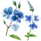 Watercolor blue Veronica flower. Floral botanical flower. Isolated illustration element.