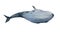 Watercolor blue whale dive, bottom view on belly. Original hand painted illustration isolated on white background