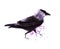 Watercolor blurry image of walking jackdaw isolated on white background. Hand drawn illustration of wild black bird with