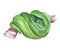 Watercolor boa green snake animal