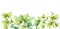 Watercolor border with transparent leaves. Banner with fresh English ivy plant and place for text. Grape tree foliage