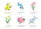 Watercolor botanic garden nature plant flower evening primrose rose iris tulip hibiscus orchid