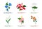 Watercolor botanic garden nature plant flower morning glory hibiscus lotus tulip flamingo flower rose