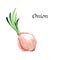 Watercolor botanic illustration with onion on white background.