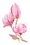 Watercolor botanical flowers of pink Magnolia.  magnolia illustration element. High detailed, hand drawn art.