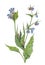 Watercolor botanical illustration of borage.