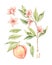 Watercolor botanical illustration. Botany. Peach fruit, pink flowers and leaves. Floral blossom elements. Perfect for wedding