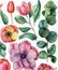 Watercolor botanical illustration of eucalyptus, tulip, peony, anemone flowers and leaves. Natural objects isolated on white
