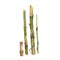 Watercolor botanical illustration of four stems of bamboo isolated on white background