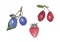 Watercolor botanical illustration of garden fruits.
