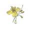 Watercolor botanical illustration of Greater celandine on white background, isolated