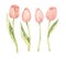 Watercolor botanical illustration. Happy Easter! Spring tulip. Pink flowers collection. Perfect for invitations, greeting cards,