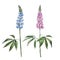 Watercolor botanical illustration with isolated lupins flowers