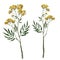 Watercolor botanical illustration with isolated tansy flower
