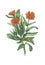 Watercolor botanical illustration of orange calendula.