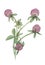 Watercolor botanical illustration of pink clover.