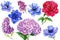 Watercolor botanical illustration. Set of flowers on an isolated background, anemones, hydrangea, peony, lilac.