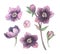 Watercolor botanical illustration. Violet blossom. Collection with gentle flower, bud, branches and green leaves. Perfect for