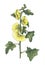 Watercolor botanical illustration of yellow mallow.