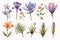 Watercolor Botanicals: Captivating Spring Flower Illustrations