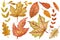 Watercolor botany collection with various autumnal leaves isolated on white background. For various products, cards etc.