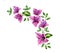 Watercolor bougainvillea branch. Corner design element. Violet tropical flowers arrangement. Hand painted floral