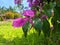 Watercolor bougainvillea branches. Corner design elements. Purple tropical flower arrangement.