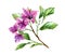 Watercolor bougainvillea flowers. Tree branch with leaves in blossom. Hand painted floral tropical artwork. Botanical