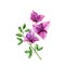 Watercolor bougainvillea flowers. Tree branch with leaves in blossom. Hand painted floral tropical design element