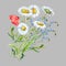 Watercolor bouquet chamomiles with poppy. Floral illustration on a gray background.