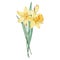 Watercolor bouquet daffodil, march birth month flower