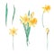 Watercolor bouquet daffodil, march birth month flower