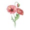 Watercolor bouquet red poppy, august birth month flower